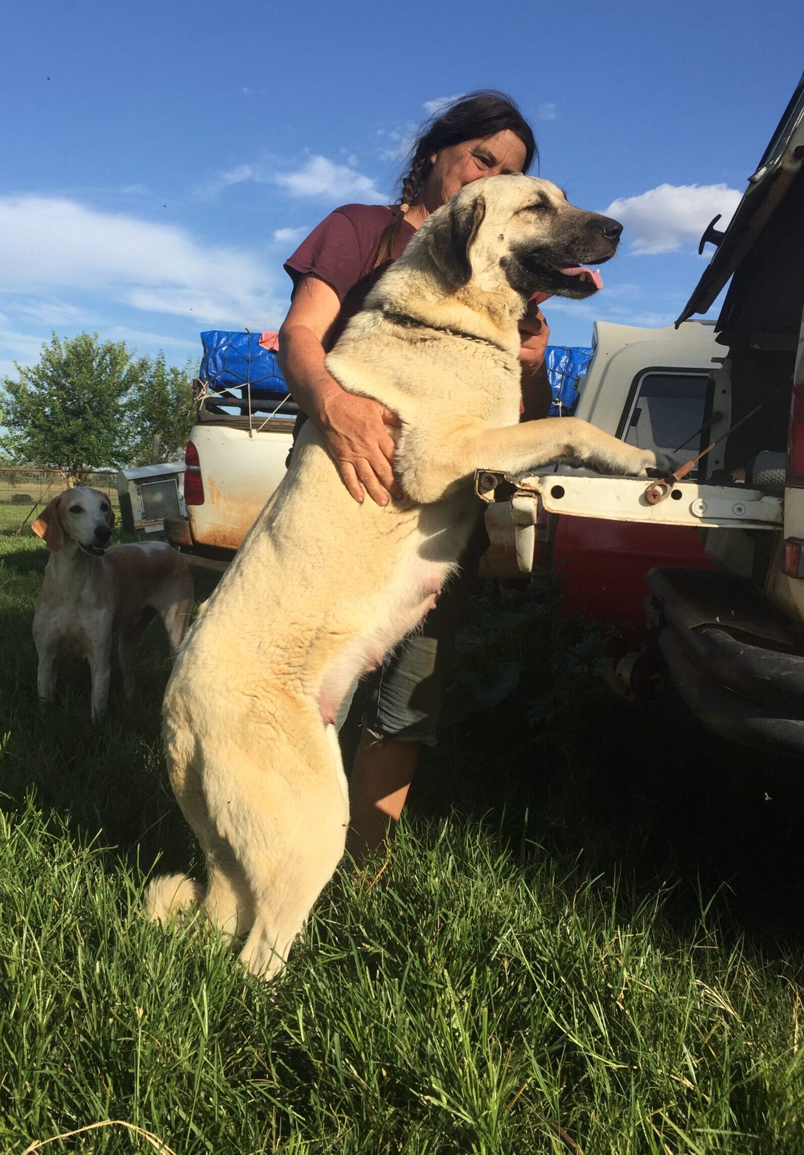 Photo of our Kangal breeding bitch
