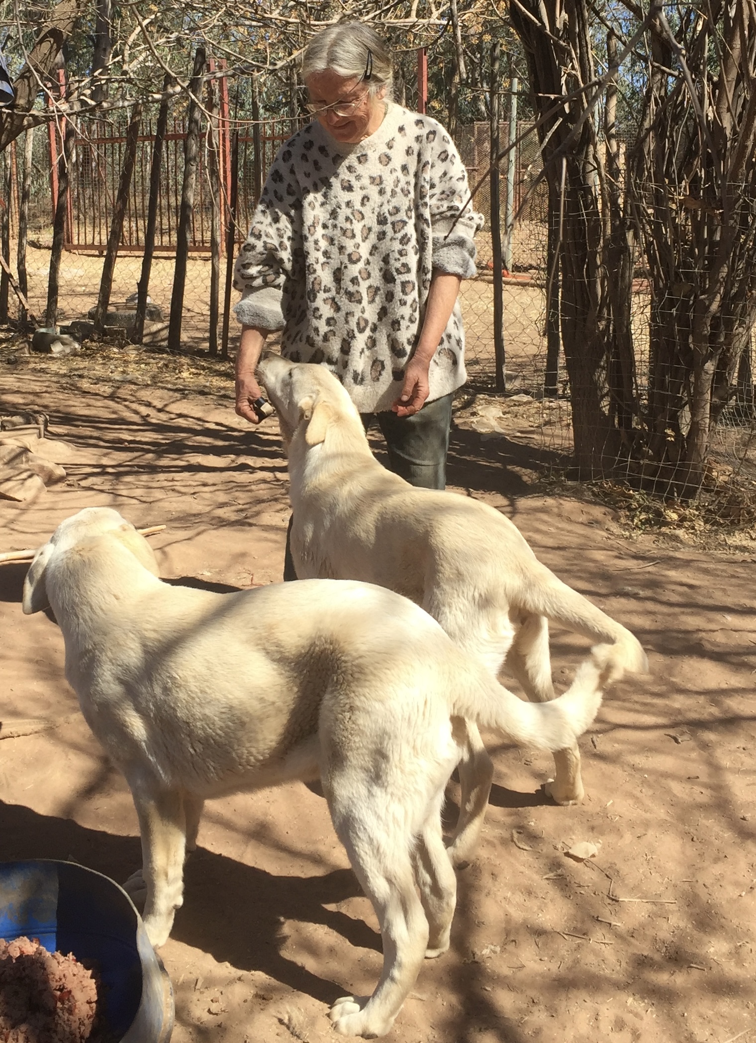 photos of two kangal puppies