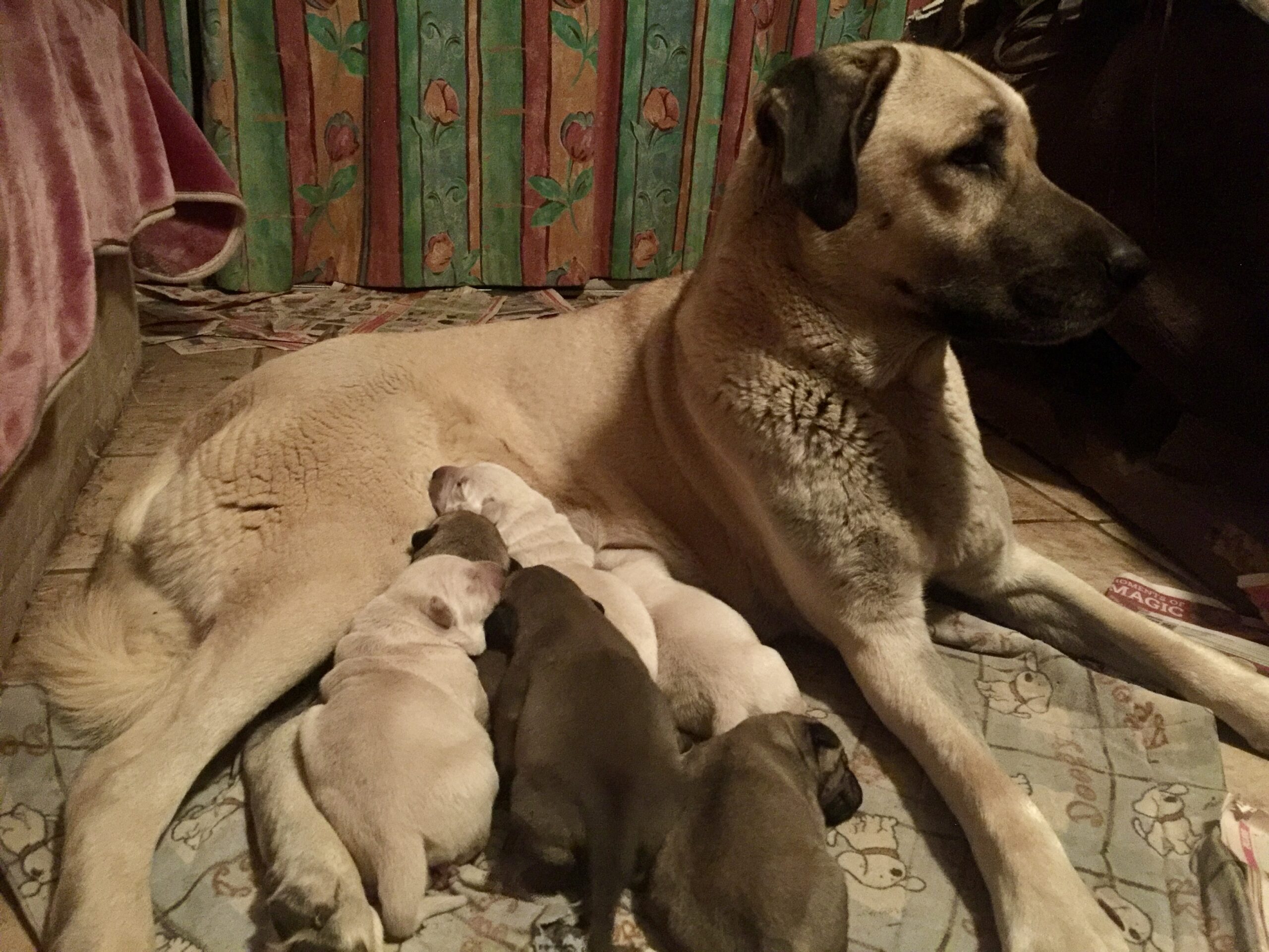 Kangal bitch with puppies