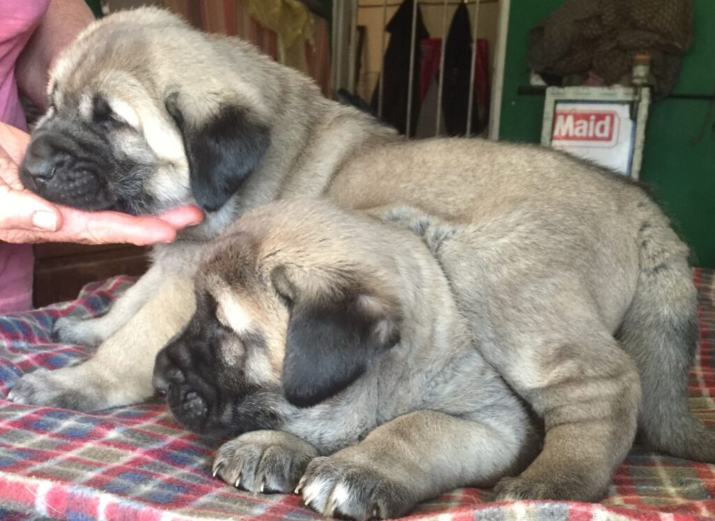 photo of kangal puppies