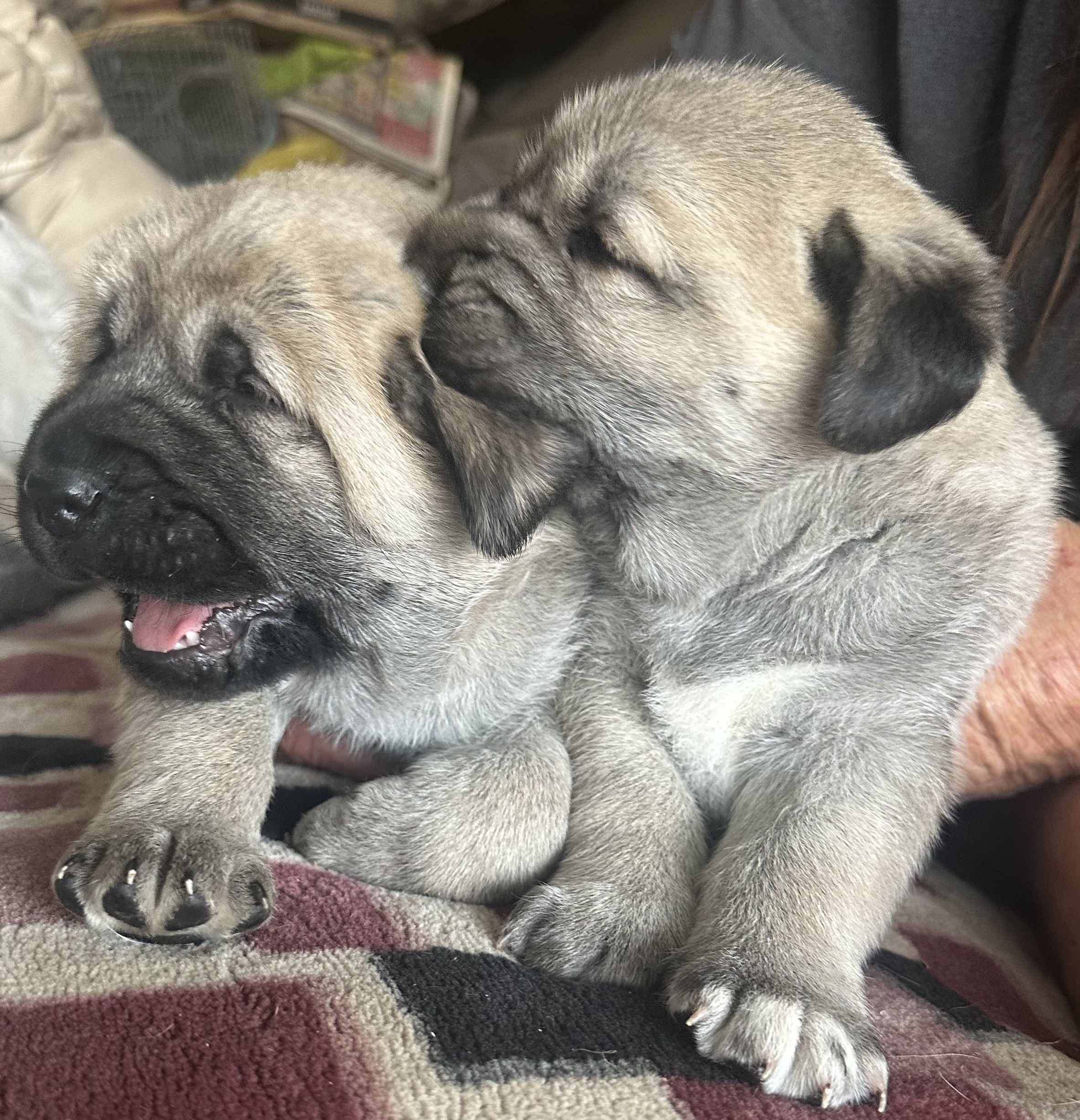 photo of our Kangal puppies for sale in September 2025