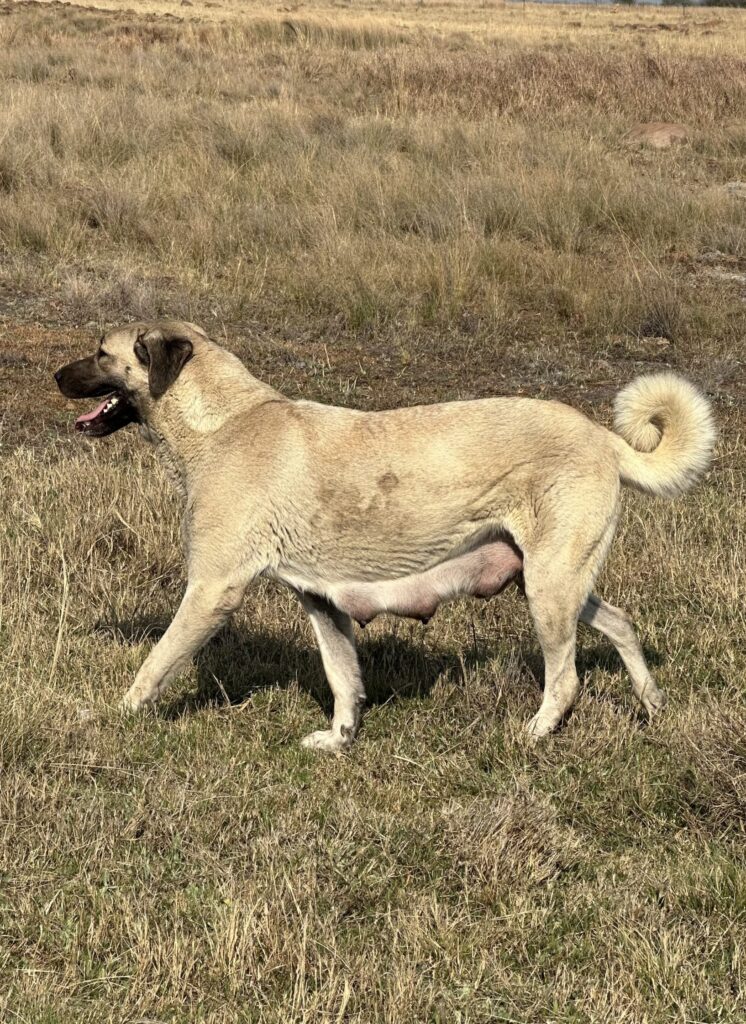 photo of our Kangal bitch Ros