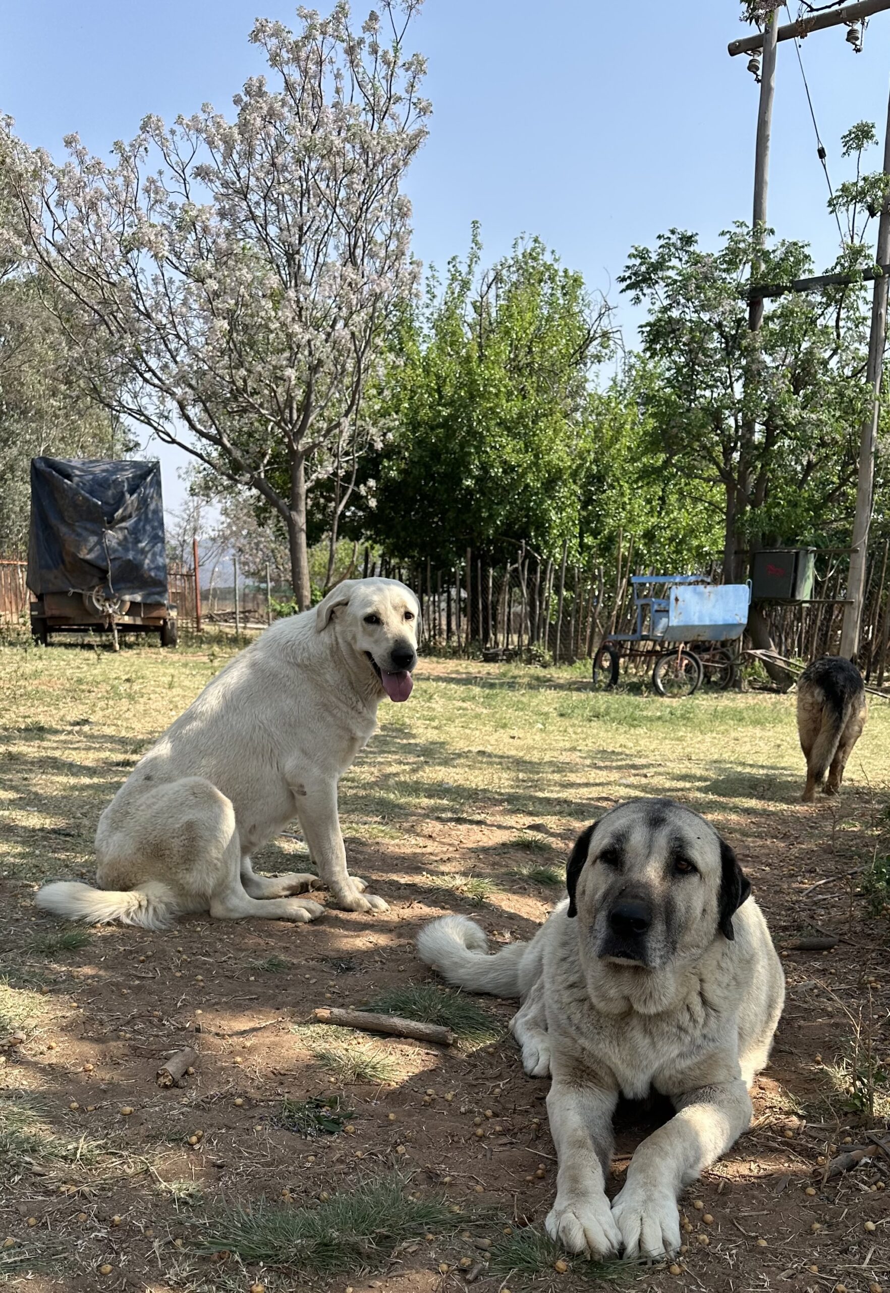 photo of two of our Kangal dogs