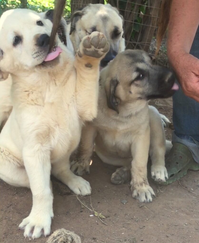photo of kangal puppies ready to go