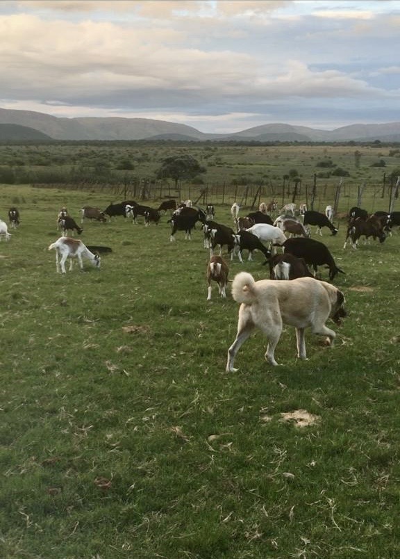 photo of our kangal male Carrot guarding our goats
