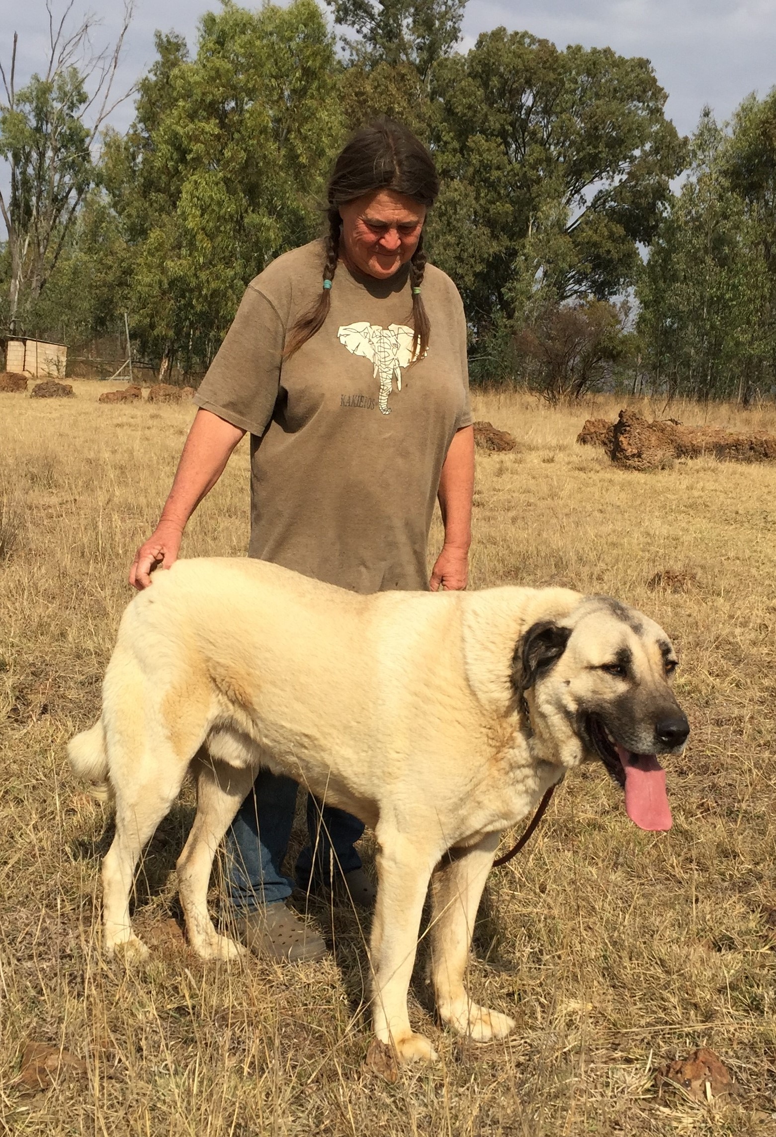 photo of our kangal dog Carrot